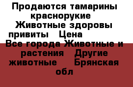 Продаются тамарины краснорукие . Животные здоровы привиты › Цена ­ 85 000 - Все города Животные и растения » Другие животные   . Брянская обл.